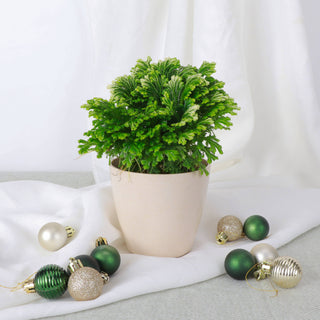 Frosty Fern Plant - Live Plant