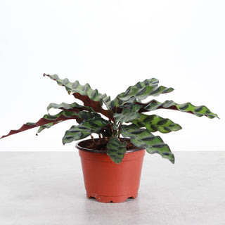 Calathea Rattlesnake - Live Plant